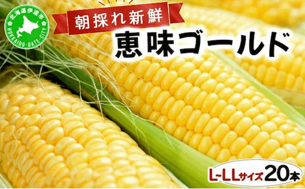 先行予約　【　２０２５年　発送　】北海道　朝もぎ　とうもろこし　恵味　ゴールド　ＬＬＬサイズ　２０本　スイート　コーン　トウモロコシ　とうきび　旬　完熟　野菜　採れたて　朝採り　甘い　めぐみ　産地直送　道産　送料無料【５５２５０８２９】