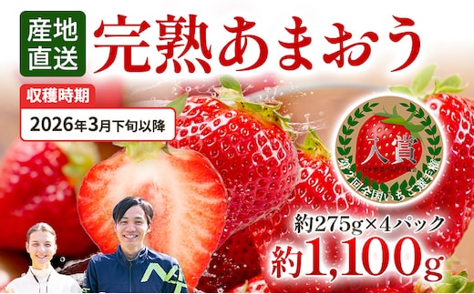 あまおう　約１１００ｇ（約２７５ｇ×４パック）　【先行受付／２０２６年３月下旬以降順次発送予定】いちご　苺　福岡高級　フルーツ　お取り寄せ　ご当地グルメ　福岡土産　取り寄せ　グルメ　福岡県　食品　社会福祉法人　猪位金福祉会